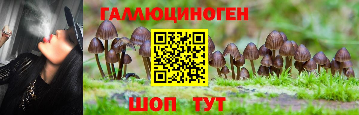 как найти закладки  Вход с VPN  Шали  Галлюциногенные грибы Psilocybine cubensis  Галлюциногенные грибы Magic Shrooms 